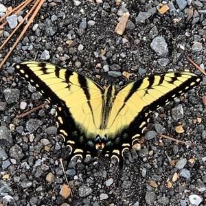 Meet your Posher, Patty